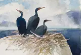 Comorants Howe Sounds by Sam Black, watercolour on paper, sold Mar 2024