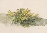 Fern by Thomas de Vany Forrestall, watercolour on card, sold Jan 2024