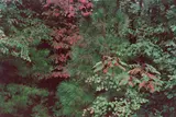 Ohne Titel (Trees with Sumac). 1970er Jahre by Harry Callahan, Späterer Dye-Transfer-Abzug, sold Jun 2015