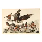 Virginian Partridge , Havell Edition by James Audubon, Hand-colored engraving with etching and aquatint, sold Dec 2025