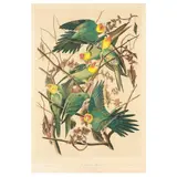 Carolina Parrot , Bien Edition by John James Audubon, Chromolithograph, sold Dec 2025