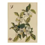 Silky Camellia and Ruby-Crowned Kinglet by Mark Catesby, Hand-colored engraving on laid paper, sold Nov 2025