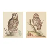 Little Owl / Great Horned Owl from Athens by George Edwards, Each a hand-colored etching on laid paper, sold Oct 2025