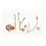 Tree Parts by Diane Kent, Watercolor on paper, sold Oct 2025