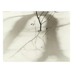 Sapling in the Snow by Ralph Steiner, Gelatin silver print, sold Oct 2025