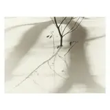 Sapling in the Snow by Ralph Steiner, Gelatin silver print, sold Oct 2025