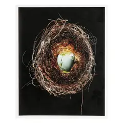 Humming Bird Nest #4 by Burk Uzzle, Archival pigment print, sold Oct 2025