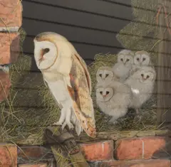 A study of a barn owl with chicks by Peter Smith, watercolor, offered Oct 2026