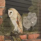 A study of a barn owl with chicks by Peter Smith, watercolor, offered Oct 2026
