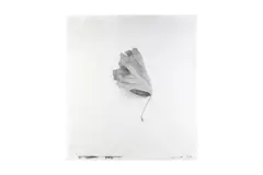 Untitled by Stephen Inggs, pencil, offered Feb 2025