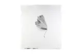 Untitled by Stephen Inggs, pencil, offered Feb 2025
