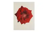 Untitled by Barry Lategan, Chromogenic prints, offered Jan 2025