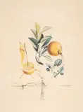Pamplemousse érotique by Salvador Dalí, engraving and embossing, offered Jul 2024