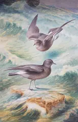 Storm petrels by George Rankin, watercolor, sold Jul 2024