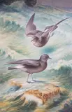 Storm petrels by George Rankin, watercolor, sold Jul 2024