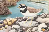 The plover by Charles Frederick Tunnicliffe, watercolour, sold Apr 2025