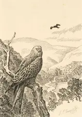 Barcud Coch / Red Kite by Charles Frederick Tunnicliffe, lithograph, sold Apr 2025