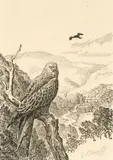 Barcud Coch / Red Kite by Charles Frederick Tunnicliffe, lithograph, sold Apr 2025