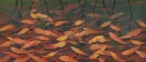 Marri Maliri Garkman (Frogs At Dusk) by Lin Onus, 1996, gouache on card, sold Apr 2021