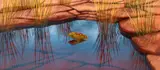 Frog At Bullita Creek by Lin Onus, 1996, gouache on card, sold Mar 2021