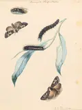 Papillons et chenilles by Albertus Steenbergen, Aquarelle, sold Oct 2023