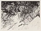 Cypress by Gordon A. Smith, etching on paper, sold Nov 2023