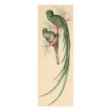 Trogon Resplendens by Elizabeth Gould, Hand-colored lithograph heightened with gum arabic, sold Sep 2025