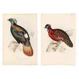 Two Prints from John Gould's A Century of Birds from the Himalaya Mountains by Elizabeth Gould, Hand-colored lithographs, sold Sep 2025