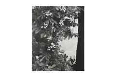 Untitled by Willy Ronis, Silver gelatin print, printed, offered Nov 2024