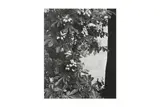 Untitled by Willy Ronis, Silver gelatin print, printed, offered Nov 2024
