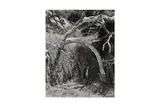 Untitled by Wynn Bullock, Silver gelatin print from Bullock's Photographs Portfolio, offered Nov 2024