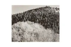 Untitled by Edward Weston, Silver gelatin print, printed later by Brett Weston, flush mounted to board, image/sheet s, offered Nov 2024