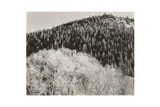 Untitled by Edward Weston, Silver gelatin print, printed later by Brett Weston, flush mounted to board, image/sheet s, offered Nov 2024