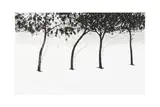 Untitled by Abbas Kiarostami, Chromogenic print, image size, offered Nov 2024