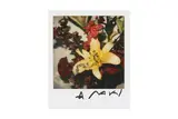 Untitled by Nobuyoshi Araki, photograph, offered Nov 2024