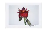 Untitled by Nobuyoshi Araki, photograph, offered Nov 2024