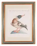 Twelve birds from 'a natural history of birds' by Saverio Manetti, oil, sold Apr 2024