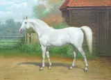 Portrait of the grey Arab stallion racehorse ' by John Alexander Harrington Bird, oil on canvas, sold Jun 2024