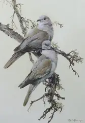 Collared doves by Edwin Penny, watercolour and gouache, sold Jun 2024