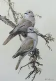 Collared doves by Edwin Penny, watercolour and gouache, sold Jun 2024