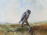 Merlin by Edwin Penny, watercolour, sold Jun 2024