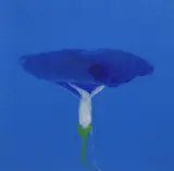 Morning Glory by Jo Self, pencil, offered May 2024