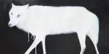 Night Wolf by Philippa Cannan, oil on canvas, sold May 2024