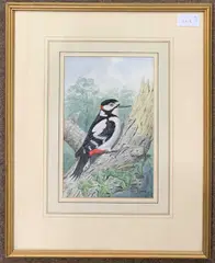 Ring Neck Pheasant by John Shepperd, watercolor, sold Oct 2024