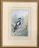 Ring Neck Pheasant by John Shepperd, watercolor, sold Oct 2024