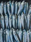 Fish, Java, Indonesia by Patricia Aithie, oil and pastel, sold Mar 2025