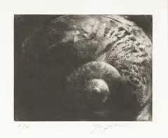 Shell by John Macfarlane, print (other), offered Mar 2025