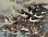Limited edition by Charles Frederick Tunnicliffe, print, sold Mar 2025