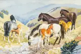 Untitled by Charles Frederick Tunnicliffe, watercolour, offered Jan 2025