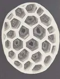 Small Pollen Form by Dilys Jackson, bronze, sold Nov 2024